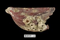 藏品(朱紅鶯蛤)的圖片